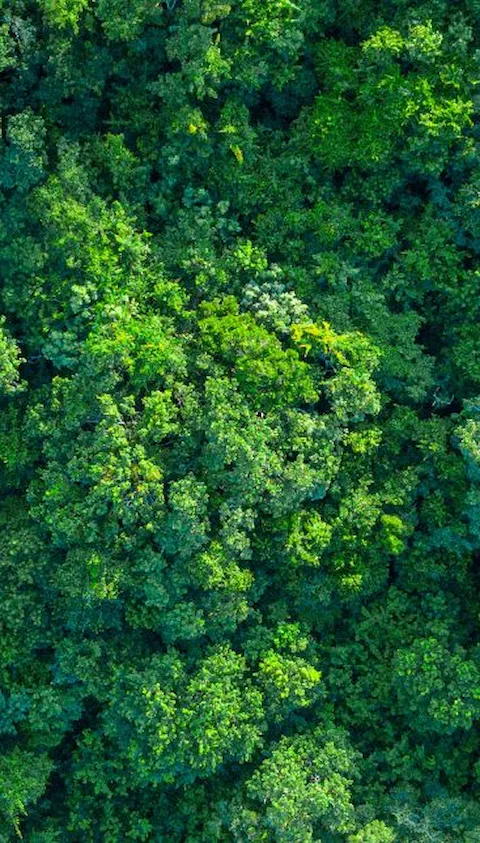 forest