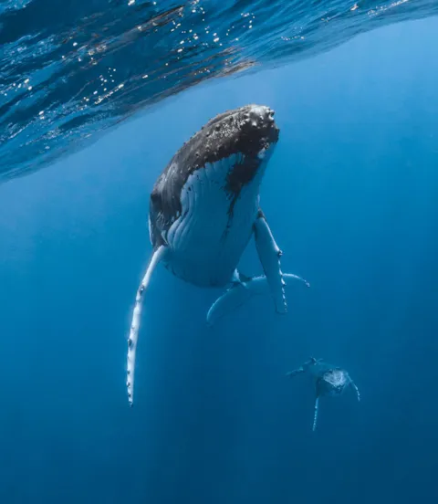 KP_Tan_339_marine_life_benefitting_from_silent_ships